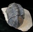 Large Struveaspis Trilobite From Jorf - #15558-2